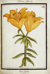 Lys jaune, vers 1700