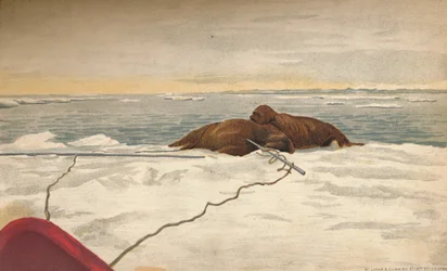 Morses tués au large de la côte est de la péninsule de Taïmyr, 12 septembre 1893, 1897