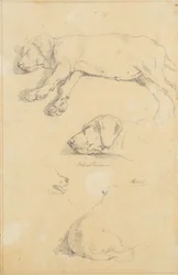 Études de chiens : Waldmann et Ami