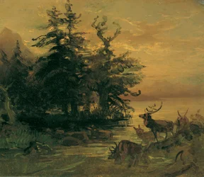 Cerfs se baignant au bord d