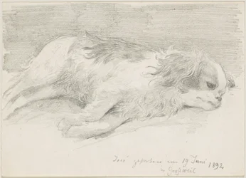 Études de chiens