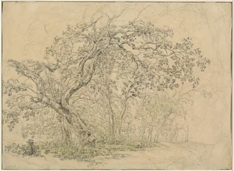 Bosquet d