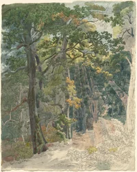 Rayons de Soleil Frappant un Chemin Forestier