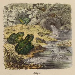Grenouilles