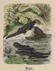 Triton