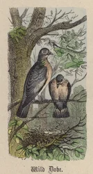 Colombe sauvage