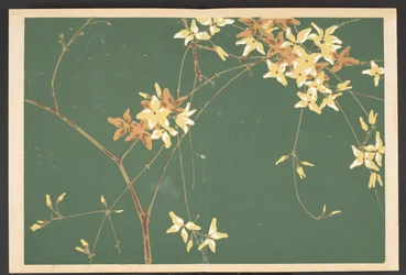 Shasei sôka môyô, Motifs de plantes et de fleurs d