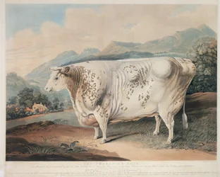 La Rose du Yorkshire, gravée par C. Turner, 1838
