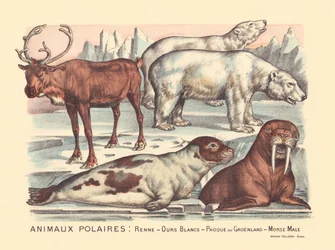 Page 14 : Animaux polaires : rennes, ours polaires, phoque du Groenland, morse mâle