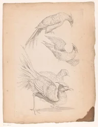 Quatre oiseaux chinois, peut-être des oiseaux de paradis
Différents oiseaux chinois (titre de la série)
Livre des différentes espèces d