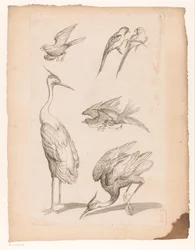 Sept oiseaux chinois, y compris des hérons et des perroquets