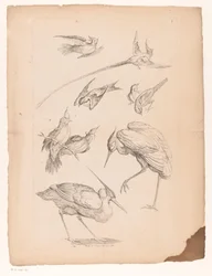 Neuf oiseaux chinois, dont un héron et peut-être des oiseaux de paradis