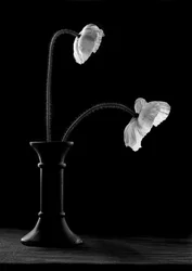 De gracieux coquelicots dans un vase