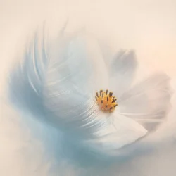 Plume fleur onirique