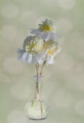 Élégantes fleurs blanches