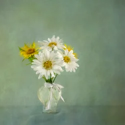 Bouquet de marguerites fraîches