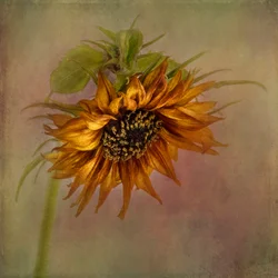 Tournesol « Automne doré »