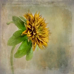 Fleur dorée et délicate