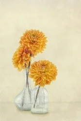 Dahlia « Soft Orange »