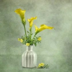 Callas jaune pâle