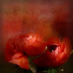 Fleurs d