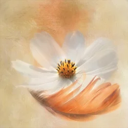 Plume de cosmos blanche