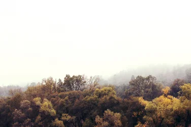 Forêt d