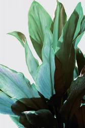 Plante verte tropicale