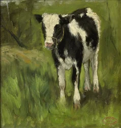 Veau, tacheté noir et blanc