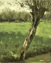 Le saule