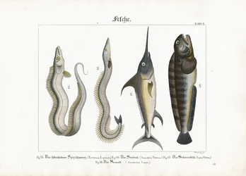 Poissons marins : La lamproie, le lançon, l