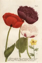Variétés de pavot à opium, Papaver somniferum, et Anemone mexicana