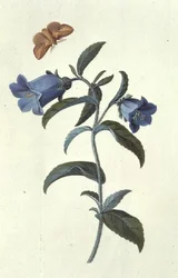 Campanule