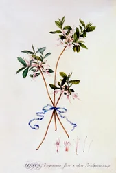 Cistus Virginiana, c. 1743 gravure coloriée à la main