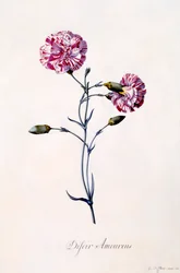 Difor Amourius Œillet, vers 1745 gravure colorée à la main