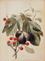 Figues et cerises, 1747