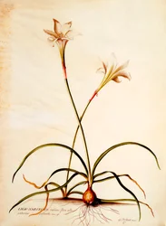 Lilio Narcissus, vers 1745