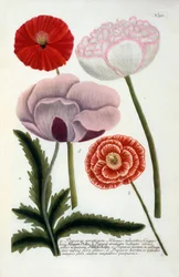 Papaver, gravure colorée à la main, 1737