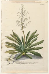 Plantae Selectae : No. 37 - Yucca