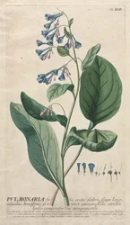 Plantae Selectae : No. 42 - Pulmonaria