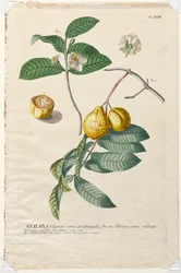 Plantae Selectae : No. 43 - Guaiaba
