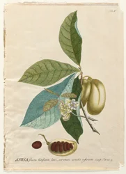 Plantae Selectae : No. 5 - Anona