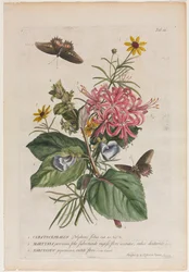 Plantae et papiliones rariores : No. 9, 1749