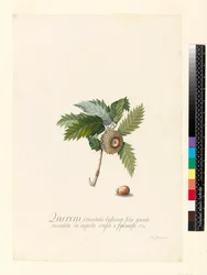 Quercus Orientalis, 1742