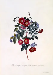 La rose royale vierge sans épines, vers 1745, gravure coloriée à la main