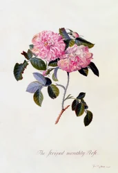 La rose rayée mensuelle, vers 1745, gravure coloriée à la main