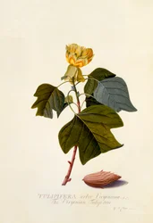 Le tulipier de Virginie, vers 1743 (gravure en couleur)
