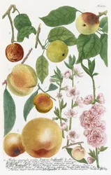 Diverses pommes