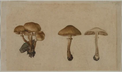 Champignons, 1751