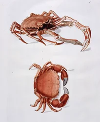 Illustration de homard et crabe